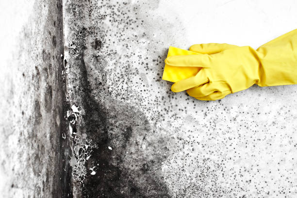 Best Industrial Mold Remediation  in Marshall, TX
