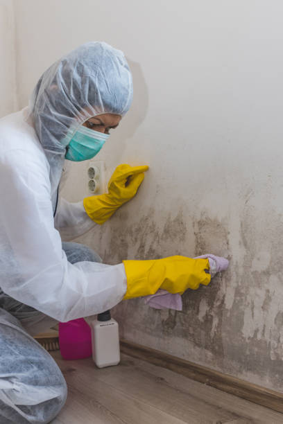 Best Post-Construction Mold Inspection  in Marshall, TX