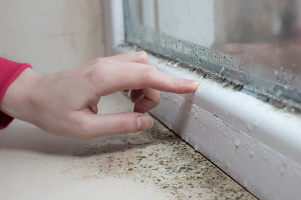 Best Commercial Mold Inspection  in Marshall, TX